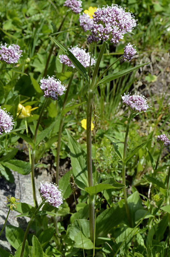 Valeriana montana / Valeriana montana
